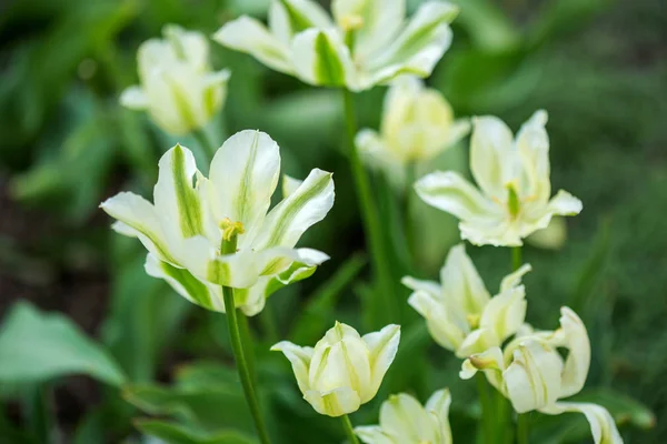 Floração tulipas brancas contra o fundo do jardim primavera — Fotografia de Stock