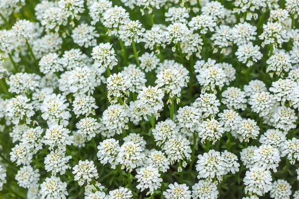 Abstract background of white sweet woodruff flowering plants — Stock Photo, Image