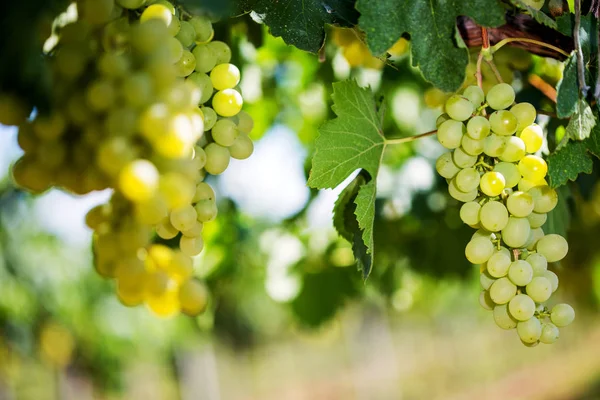 Uvas brancas penduradas em videira verde com fundo de vinha desfocado — Fotografia de Stock