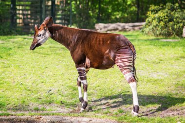 Okapi yeşil çimenlerin üzerinde