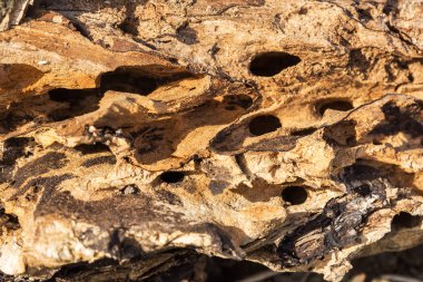 Büyük ahşap kırık dal kabukları böcek