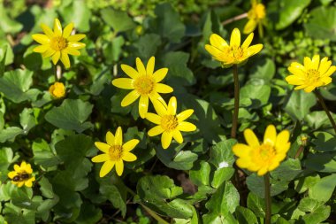 Çiçek açması düğün çiçeği bahar