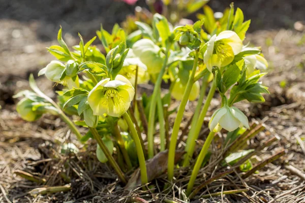 Helleborus argutifolius Holly yapraklı Karaca ot
