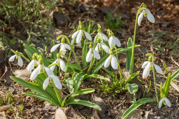 Kropla śniegu w lesie — Zdjęcie stockowe