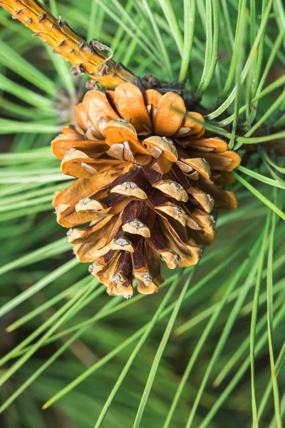 Pine cone boom macro kerst — Stockfoto