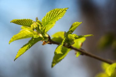 Genç yapraklarda Şubesi