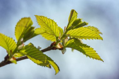Genç yapraklarda Şubesi