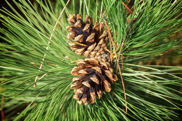 Pine cone boom macro kerst — Stockfoto