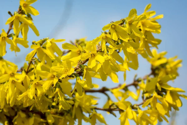 Forsythia Flores campanas de oro en primavera —  Fotos de Stock