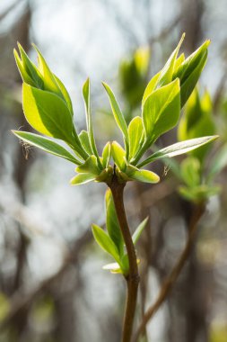 Genç yapraklarda Şubesi