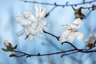 Beyaz Manolya çiçek açması