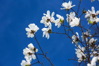 Beyaz Manolya çiçek açması