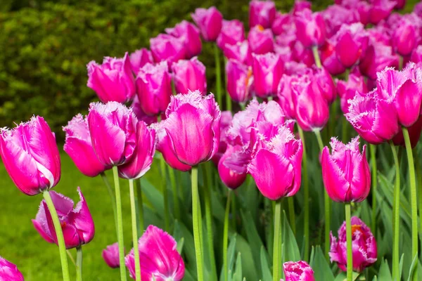 Rosa Tulpen im Garten — Stockfoto