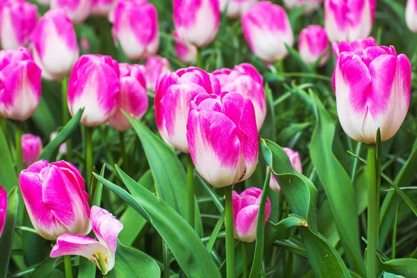 Rosa Tulpen im Garten — Stockfoto