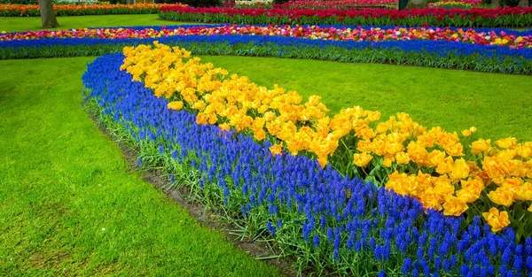 Viele Muscari blaue und gelbe Tulpen — Stockfoto