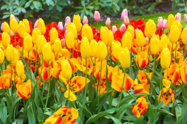 Bahar alan ile kırmızı ve Sarı Lale