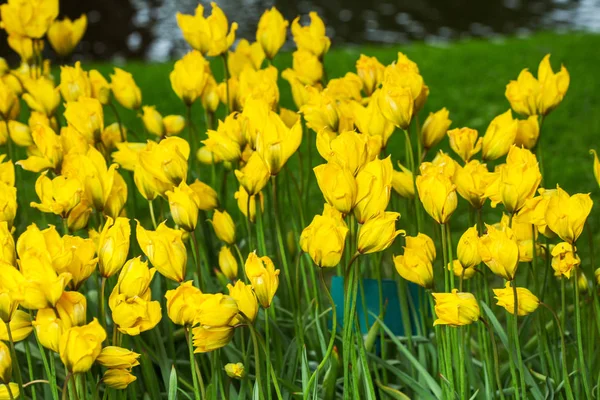 Tulipa flores amarelas , — Fotografia de Stock