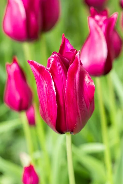 Une tulipe rose et rouge — Photo