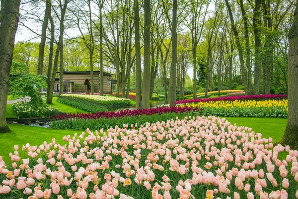 Tulipanes coloridos en el jardín Keukenhof — Foto de Stock