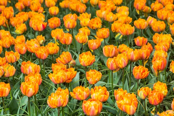 在花园里盛开的五颜六色的郁金香花卉场 — 图库照片