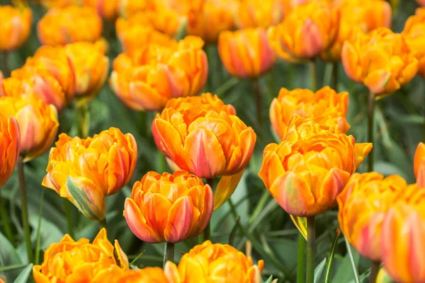 在花园里盛开的五颜六色的郁金香花卉场 — 图库照片