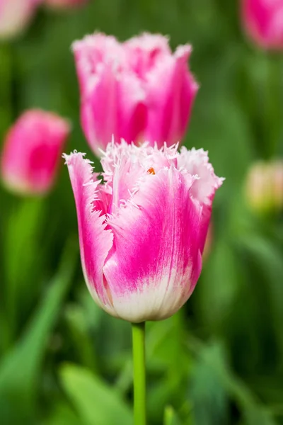 Один розовый и красный тюльпан — стоковое фото