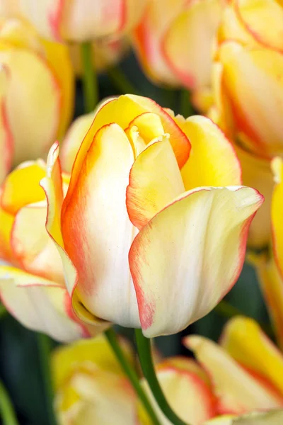 Тюльпан желтые цветы — стоковое фото