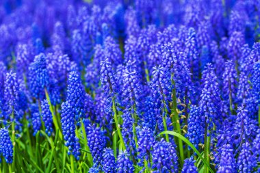 Birçok muscari mavi çiçek yeşil