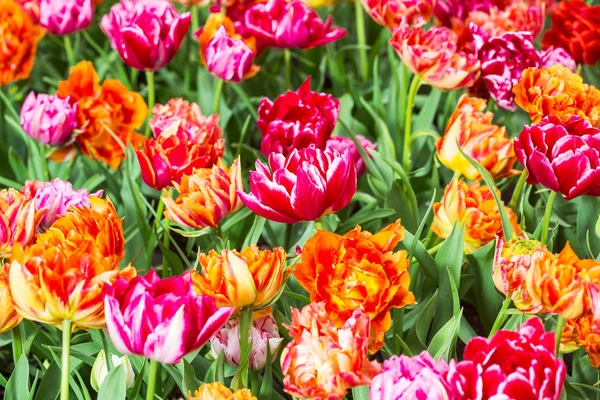 Olanda bellissimi campi di tulipani vividi — Foto Stock