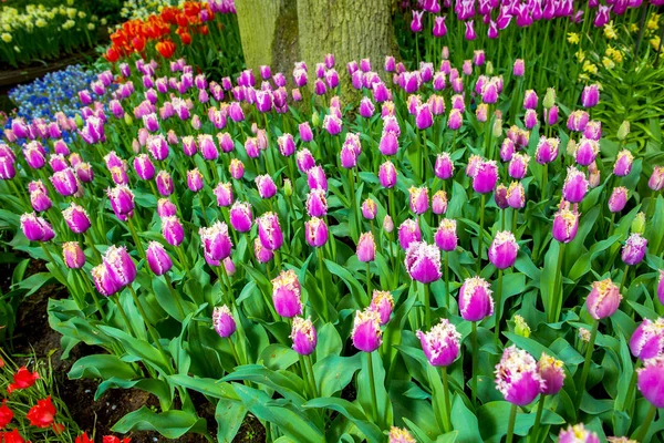 Tulipa rosa no campo — Fotografia de Stock