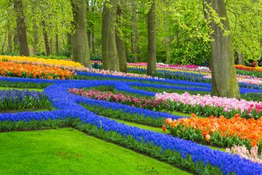 Muscari holland Bahçe keukenhof çiçek