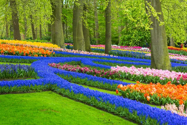 Muscari flowers in holland garden Keukenhof