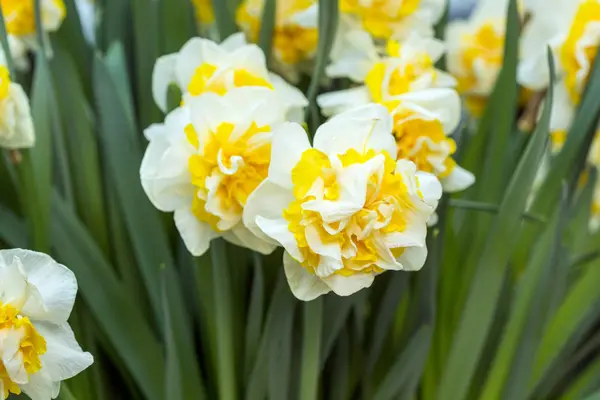Flor de narciso. Branco e amarelo — Fotografia de Stock