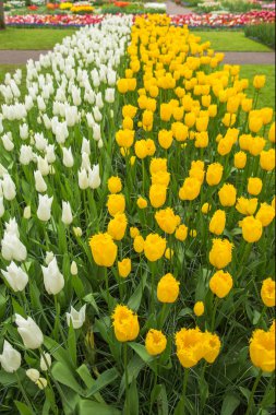 Yol, Lale resmi Bahçe Keukenhof, Hollanda,