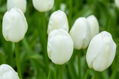 Güzel beyaz laleler çiçek açtı