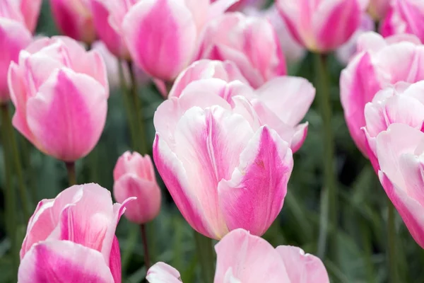 Tulipe rose sur le terrain — Photo
