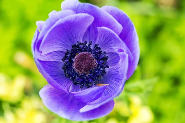 Niebieski anemone zbliżenie na zielonej — Zdjęcie stockowe