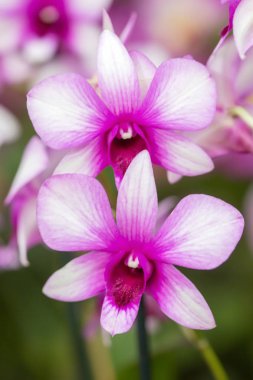 Bahçedeki güzel orkide çiçekleri