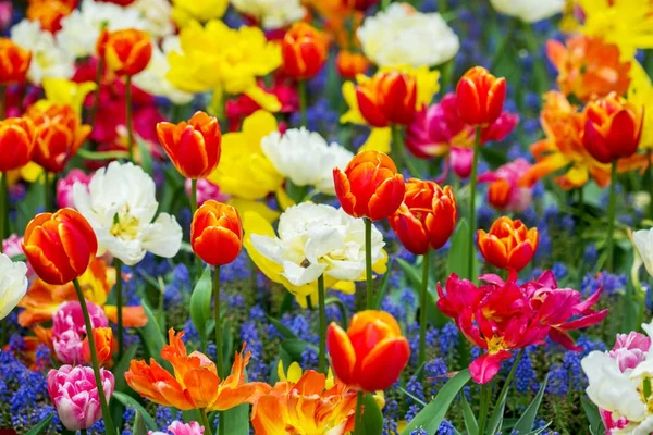 Holland beautiful vivid tulip fields — Stock Photo, Image