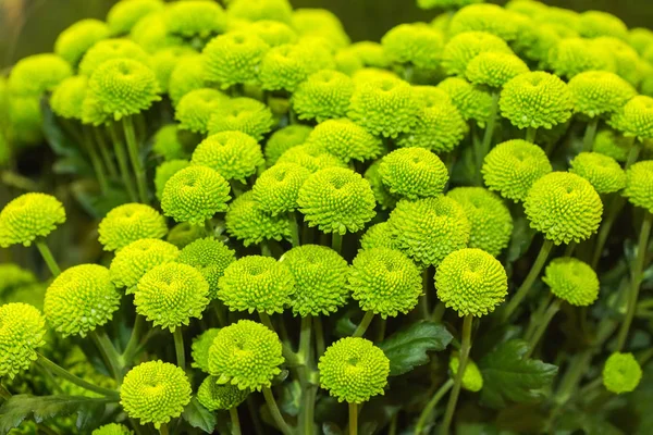 Bunte grüne Chrysanthemen — Stockfoto