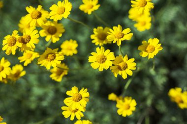 Bir bahçede büyüyen büyük çiçekler.