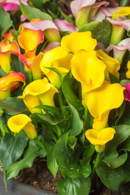 Calla lily çiçek bahçe içinde güzel çok renkli