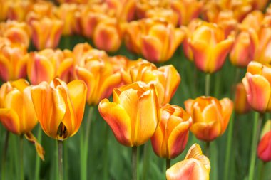 Bahçede çiçek açan renkli Lale çiçek alanları.