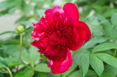 Bahçede açan şakayık çiçekleri