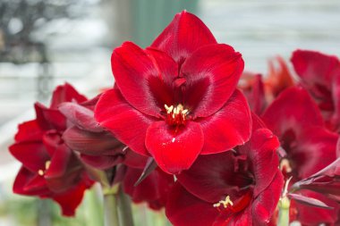 Ağaçlarda Hippeastrum Amaryllis kırmızı çiçekler