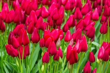 Bahçedeki kırmızı laleler