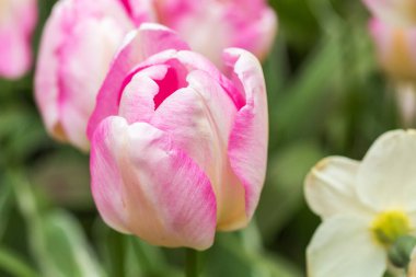 Tarlada pembe lale