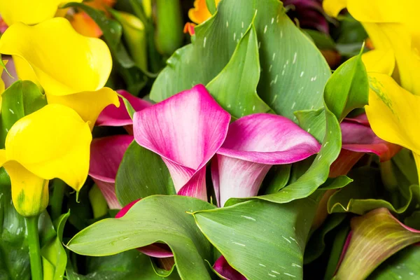 Hermosas flores de varios colores de lirio de Calla en el jardín — Foto de Stock