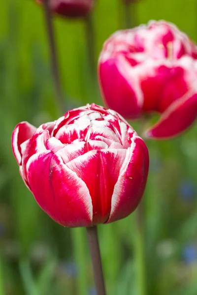 Tulipe rose sur le terrain — Photo