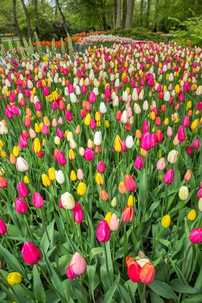 Holland schöne lebendige Tulpenfelder — Stockfoto